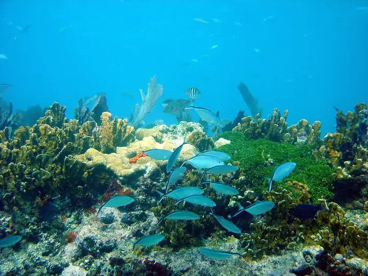 Photo of John Pennekamp Coral Reef State Park, Key Largo