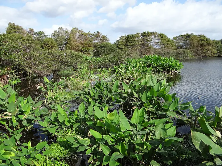 Photo of Wakodahatchee Wetlands, Delray Beach